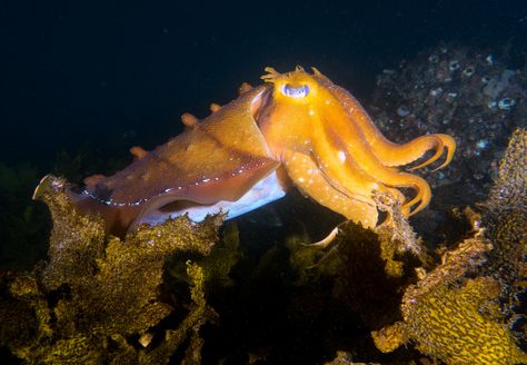 John Turnbull | Giant cuttlefish - Sepia apama | Flickr Cool Sea Creatures, Sea Urchin Shell, Water Life, Marine Biology, Marine Animals, Underwater Photography, Sea Animals, Marine Life, Sea Creatures