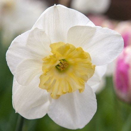 Buy Bulbs - Flowering month: March - Delivery by Crocus Yellow Cups, Daffodil Bulbs, Lawn Edging, Terrarium Plants, Garden Care, The Wings, Bedding Plants, Planting Bulbs, A Butterfly