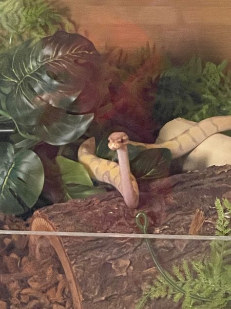 Snake Room Aesthetic, Snake Enclosure Ideas Ball Python, Pet Snake Aesthetic, Corn Snake Enclosure Ideas, Ball Python Enclosure Ideas, Cute Ball Python, Ball Python Enclosure, Python Enclosure, Snake Terrarium