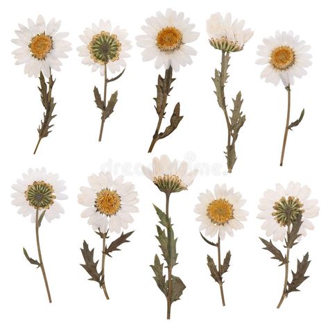 Dry daisy flowers. Pressed daisy flowers isolated on white background #Sponsored , #Affiliate, #affiliate, #daisy, #white, #background, #flowers Inspo Tattoo, Daisy Party, Flower Branding, Flower Sleeve, Daisy Flowers, White Stock, Banner Printing, Facebook Image, Brochure Design Template