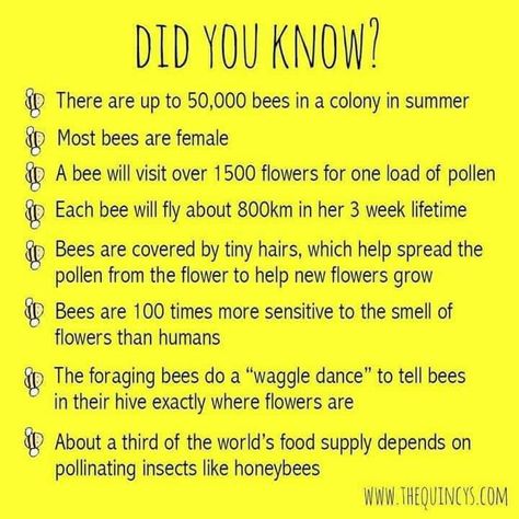 Facts About Bees, Bees For Kids, Honey Bee Facts, Bee Hive Plans, Bee Activities, Beekeeping For Beginners, Raising Bees, Bee Sign, Buzz Bee