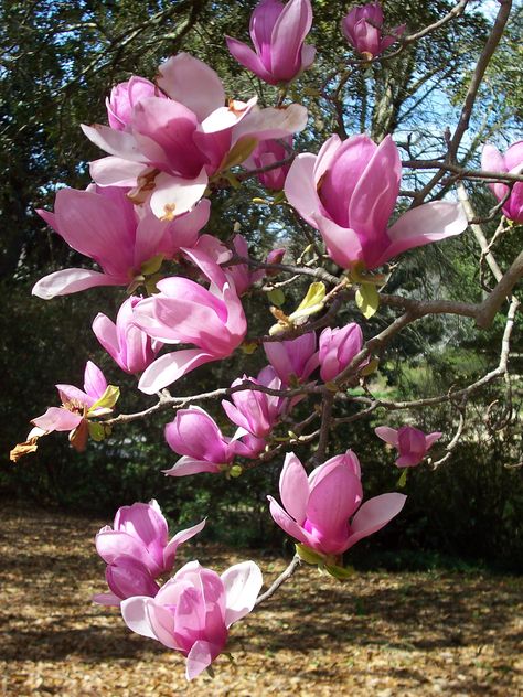 Ella Aesthetic, Japanese Magnolia Tree, Tulip Magnolia, Japanese Magnolia, Free Jigsaw Puzzles, Magnolia Tree, Japanese Water, Free Online Jigsaw Puzzles, Mobile Alabama