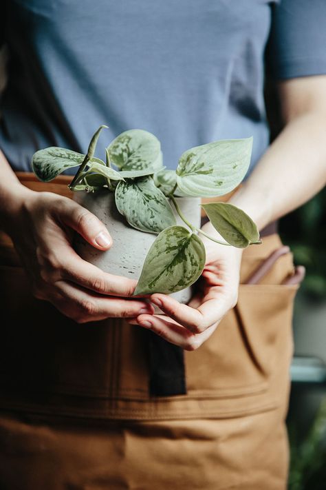 Plant Photography Creative, Plant Photoshoot Ideas, Plant Photoshoot, Indoor Plant Photoshoot, House Plant Photography, Plant Shop Photography, Houseplant Photography, Coffee Plant Photography, Plant Maintenance