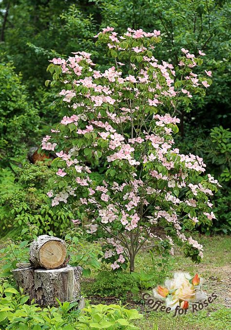 I love Cornus kousa 'Satomi' - the pink kousa dogwood. #greatplants #gardening Kousa Dogwood, Cornus Kousa, Dream Garden Backyards, Front Lawn Landscaping, Garden Vegetables, Fall Garden Vegetables, Dogwood Trees, Recycled Garden, Garden Shrubs