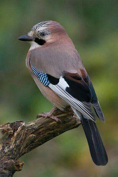 Eurasian Jay, Wild Birds Photography, Regard Animal, Most Beautiful Birds, British Wildlife, Nature Birds, Bird Pictures, Exotic Birds, Bird Drawings