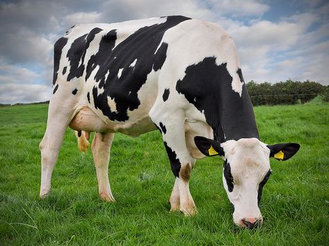 Holstein heifer grazing | A fantastic example of a holstein … | Flickr - Photo Sharing! Cow Photos, Holstein Cows, Dairy Cattle, Cow Pictures, Farm Cow, Big Animals, Barnyard Animals, Dairy Cows, Types Of Animals