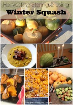 Harvesting, Storing, and Using Winter Squash is relatively easy and fall is a great time to take advantage of homegrown or store-purchased winter squash. Seasonal Living, Dehydrated Food, Homestead Survival, Backyard Farming, How To Store, Winter Squash, Garden Stuff, Preserving Food, Canned Food