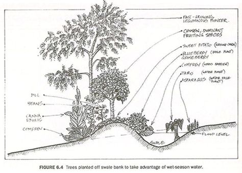 Graphic credited to Bill Mollison’s Introduction to Permaculture  “Uphill” is to the right of the diagram and water flows “downhill” towards the left.  When digging a swale, you pile the excavated soil into a mound on the downhill side of the ditch.  That mound is the first to be hydrated, and therefore an ideal place for planting... - See more at: http://104homestead.com/swales-are-just-swell-for-the-homestead/#sthash.raX1cofN.dpuf Permaculture Design Course, Water From Air, Permaculture Gardening, Permaculture Design, Rainwater Harvesting, Food Forest, Forest Garden, Growing Food, Permaculture