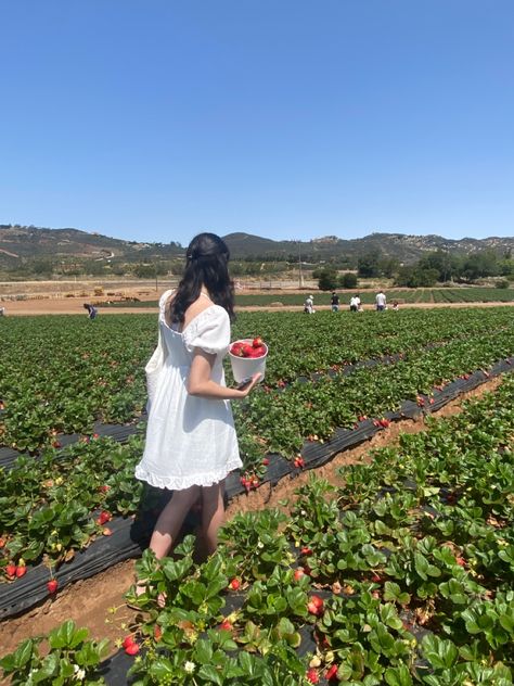 Strawberry Farm Aesthetic, Strawberry Picking Pictures, Strawberry Picking Outfit, Whisper Background, Work Song, Food Vibes, Strawberry Aesthetic, Strawberry Field, Strawberry Farm