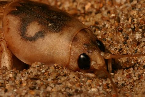 Mole cricket Mole Cricket, Arthropods, Aesthetic Stuff, Free Stock Photos Image, Mole, Ecuador, Bugs, Promotion, Quick Saves