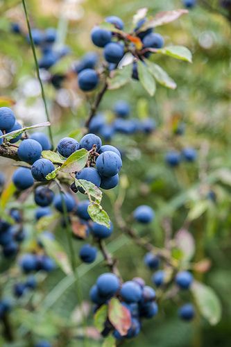 Berries: blackthorn (Prunus spinosa). While the thorns can be unforgiving, the sloes produced in autumn are particularly attractive to birds and can be used to make sloe gin and jam. For more on blackthorns, see http://www.gardenersworld.com/plants/prunus-spinosa/666.html Sloe Berries, Types Of Berries, Blackberry Wine, Screen Plants, Hedging Plants, Perennial Vegetables, Castle Garden, Wild Food, Flower Fairies