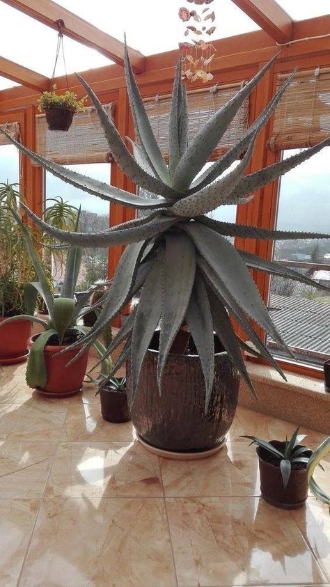 Indoor Cactus Plants, Cactus House Plants, Plant In Pot, Indoor Cactus, Rock Garden Plants, Colorful Succulents, Aloe Plant, Agave Plant, Succulent Gardening