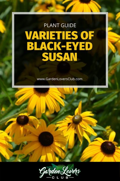 Yellow Flower Garden, Landscaping With Black Eyed Susans, Blackeyed Susans Flowers, Pinterest Plant, Black Eyed Susan Flower, Florida Gardening, Backyard Plants, Preakness, White Cedar