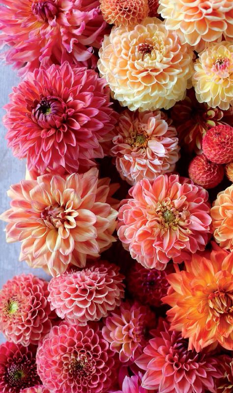 Pink Dahlias, Flower Background Iphone, Virtual Flowers, Fancy Flowers, Wallpaper Nature Flowers, Bouquet Arrangements, Flower Therapy, Beautiful Flower Arrangements, Dahlia Flower