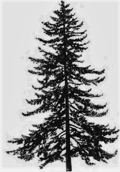 Black and white hemlock tree Hickory Tree Tattoo, Hemlock Tree, Western Hemlock, Hickory Tree, Trees Painting, Rocker Chick, Tree Tattoo, Tree Painting, Tattoo Art