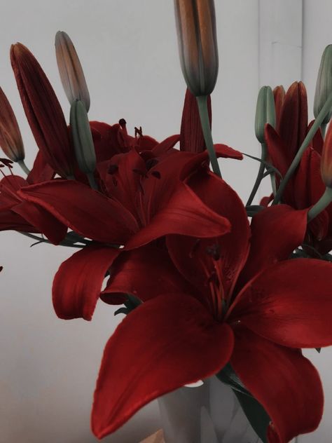 ⿻@/saoirse.josten ➖ #aesthetic #foryoupage #icon #books #spotify #cover #couple #love #fyp #red #model #guitar #music #spotify #tiktok #flowers #lilies Red Lily Aesthetic, Lily Aesthetic, Red Lilies, Cover Couple, Red Lily, Love Cover, Music Spotify, Guitar Music, Red Flowers