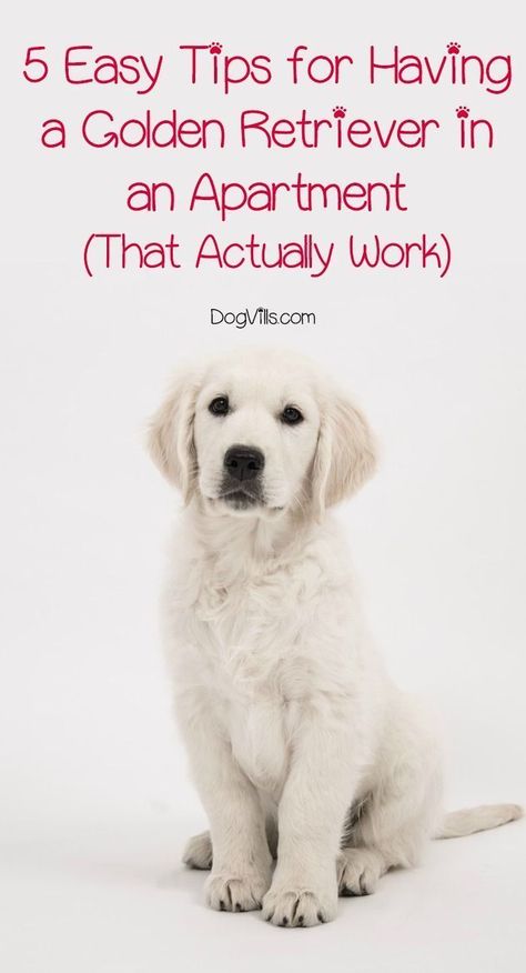 Puppies Tips, Golden Retriever Mix, A Golden Retriever, Black Lab Puppies, Puppy Training Tips, Apartment Life, Fluffy Dogs, Dog Care Tips, Pet Hacks