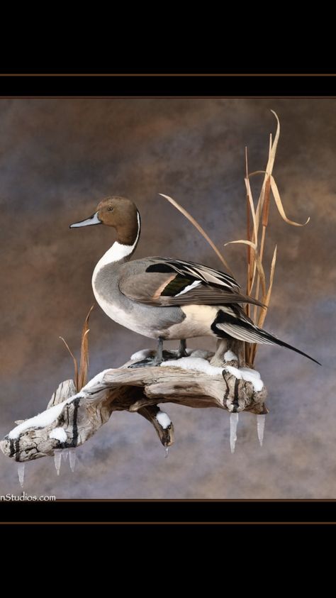 Taxidermy Duck, Duck Taxidermy, Duck Hunting Decor, Deer Mount Decor, Duck Mounts, Waterfowl Taxidermy, Deer Hunting Decor, Duck Mount, Waterfowl Art