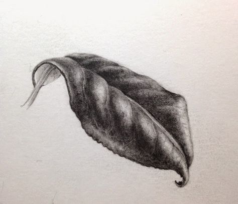 Camellia Drawing, Tonal Drawing, Maple Leaf Art, Charcoal Artwork, Botanical Sketchbook, Concert Poster Design, Observational Drawing, Leaf Drawing, Nature Drawing