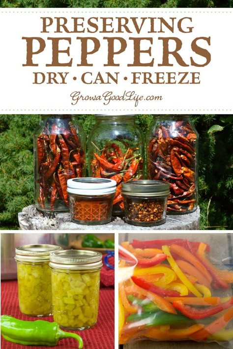 How to Preserve Peppers: Got a bumper crop of peppers from your vegetable garden? Here are several ways to preserve peppers to enjoy all winter including drying, freezing, and canning. Canning From Your Garden, How To Preserve Fresh Hot Peppers, Canning Vegetables From Garden, Ways To Preserve Peppers, Bell Pepper Preservation, How To Preserve Peppers From Garden, Storing Peppers From Garden, Preserving Food From Garden, How To Preserve Green Peppers