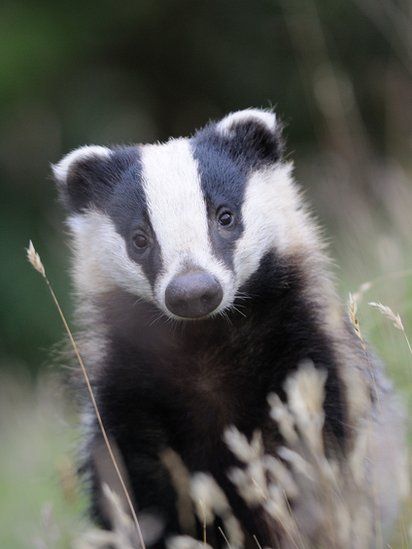 In pictures: Wild Autumn Festival Honey Badger, British Wildlife, Photography 101, Animal Heads, Forest Animals, Animal Photo, Ferret, Woodland Animals, Animals Friends