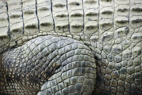 crocodile skin close up Alligators Art, Animal Close Up, Nature Reference, Rogues Gallery, Killer Croc, Visual Archive, Reptile Skin, Scaly Skin, Catty Noir