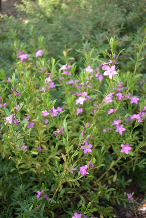 Crowea saligna Crowea Flower, Shady Friends, Australian Garden Design, Bush Garden, Australian Native Garden, Seaside Garden, Cottage Garden Design, Australian Garden, Australian Native Plants