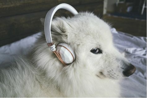 Dog Wearing Headphones, Wearing Headphones, Dog Stories, A Smile, Headphones, Memes, Dogs, Funny