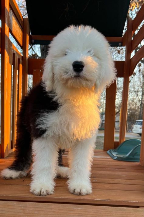 Sheepdog Aesthetic, Martha My Dear, English Sheepdog Puppy, English Sheep Dog, Old English Sheep Dog, Sheepdog Puppy, Character Collage, Sheep Dog Puppy, Old English Sheepdog Puppy