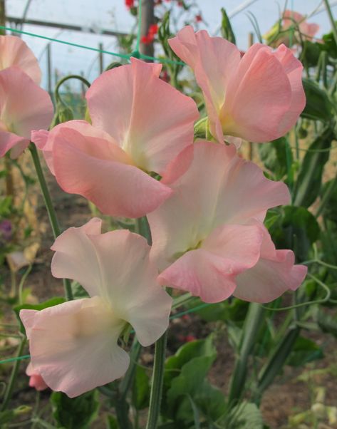 Sweet Peas, Pastel Flowers, Flower Bed, Salmon Pink, Sweet Pea, Flower Beds, Peas, Pastel, Cream