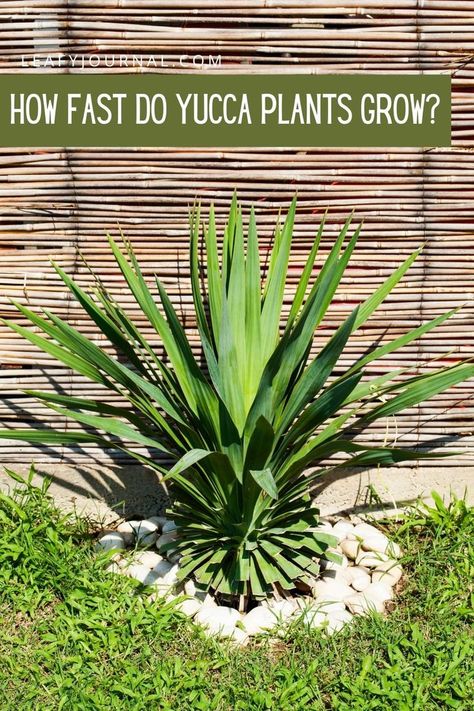 How Fast Do Yucca Plants Grow? Learn more about yucca plant care, water, light, shade, humidity, and temperature requirements. Know the common problems, reasons and solutions, indoor & outdoor caring tips, and ways of propagation in soil and water. Yucca Plant Care, Best Plants For Shade, Yucca Filamentosa, Yucca Tree, Yucca Plant, Home Gardens, Indoor Trees, Desert Plants, Growing Indoors