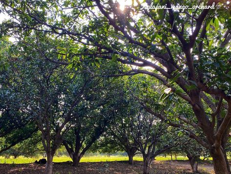 Mango Orchard, Mango Tree, Fruit Drinks, Scenic Beauty, Goa, Backyard Landscaping, Landscaping, Mango, Fruit