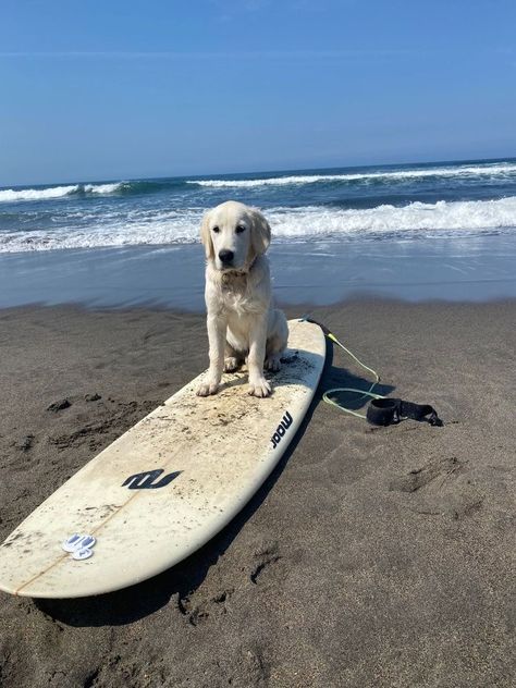 Dog On Surfboard, Dog Beach Aesthetic, Coastal University, Dog At Beach, Surf Table, Vi Keeland, Beach Dogs, Spring Tide, Surf Aesthetic