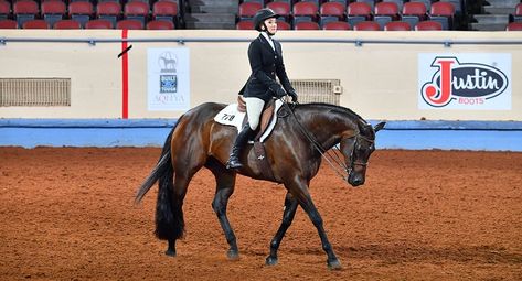 English Pleasure, Hunt Seat Equitation, Quarter Horse Mare, Hunter Under Saddle, Working Cow Horse, American Quarter Horse Association, Hunt Seat, Tiny Horses, Horse Training Tips