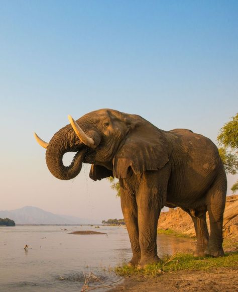 African Elephant Bull on Zambezi River - An African elephant bull drinking on the Zambezi river at sunset. #Elephant #ZambeziRiver African Bull Elephant, African Bush Elephant, Bull Elephant, Zambezi River, African Elephant, Giraffes, Kangaroo, Elephant, Drinks