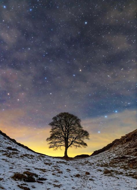 Probably my favourite Sycamore Gap... - Stevie Landscapes Sycamore Gap, Hadrian’s Wall, Sycamore Tree, Hadrians Wall, Tree Felling, What A Beautiful World, Winter Pictures, Pictures To Paint, Beautiful Tree