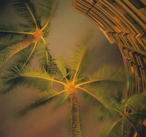 Orange Aesthetic, Summer Feeling, Jolie Photo, Summer Dream, Summer Aesthetic, Palm Tree, Palm Trees, Aesthetic Pictures, Summer Vibes