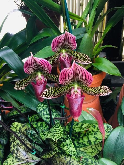 Paphiopedilum Orchid, Slipper Orchid, Lady Slipper Orchid, Lady Slipper, Strange Flowers, Rare Orchids, Growing Orchids, Exotic Orchids, Unusual Plants