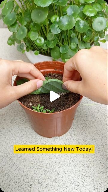 Seed to Flowers on Instagram: "Very effective wY to propagate hydrangea

#HydrangeaTips #GardenHacks #GardeningTips #HomeGardening #garden #gardening #gardenproject #plants" Propagate Hydrangea, Propagating Hydrangeas, Hydrangea Care, Garden Hacks, Garden Stuff, Garden Projects, Gardening Tips, Hydrangea, Something New