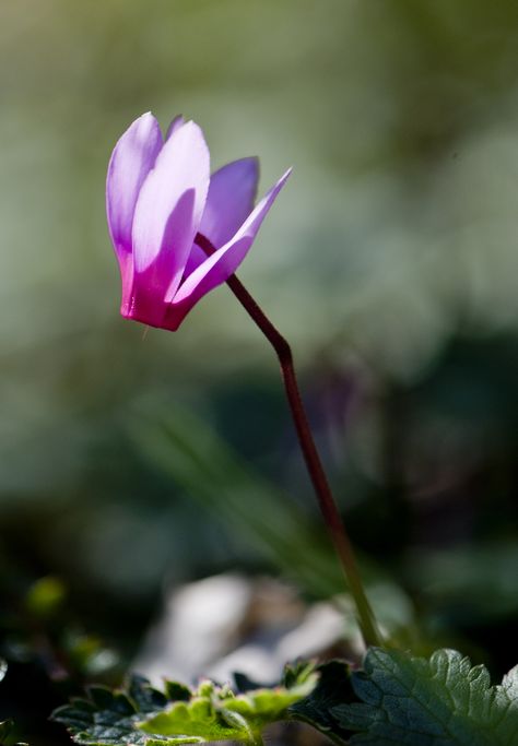 Cyclamen,  Persian Violet Mulberry House, Petite Flowers, Persian Violet, Easter Cactus, Woodland Garden, Garden Of Eden, Spring Sign, Shade Plants, Spring Blooms