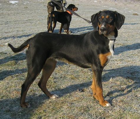 The Transylvanian Hound is known for his hunting skills and friendly personality. Transylvanian Hound, Brazilian Terrier, Hungarian Dog, Greenland Dog, Hound Breeds, Hound Dogs, All Breeds Of Dogs, Hound Puppies, Rare Dogs