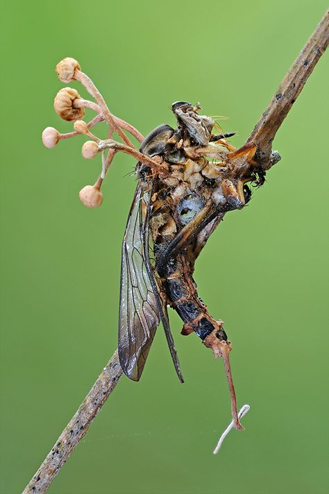 Cordyceps fungi - Cordyceps sinensis, un extraño hongo entomopatológico, es decir, que  crece en el interior de un insecto Cordyceps Drawing, Cordyceps Zombies, Cordyceps Mushroom, Cordyceps Sinensis, Mushroom Pictures, Plant Fungus, Slime Mould, Dream Symbols, Mushroom Fungi