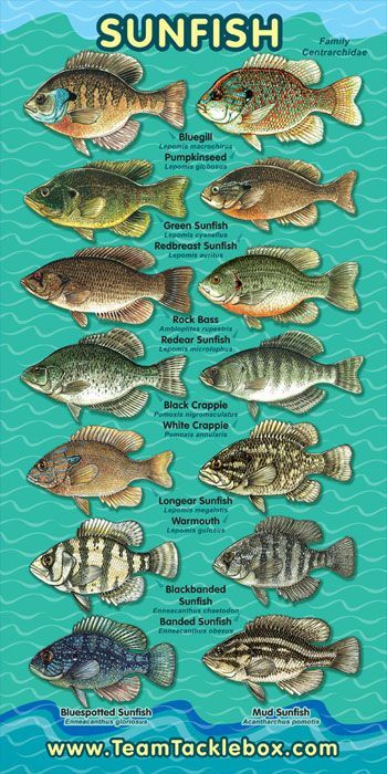 My childhood summers were spent catching these beauties, Freshwater Sunfish Fish Chart, Fishing 101, Fauna Marina, Bass Fishing Tips, Striped Bass, Crappie Fishing, Types Of Fish, Lake Fishing, Freshwater Fishing