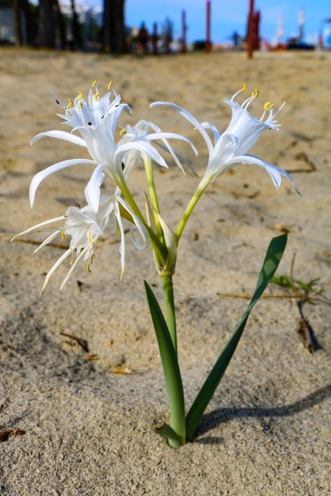 Sea Daffodil, Wild Lily, Coastal Plants, Lily Photography, Daffodil Flower, Landscape Photography Nature, Plant Drawing, White Gardens, Beautiful Blooms