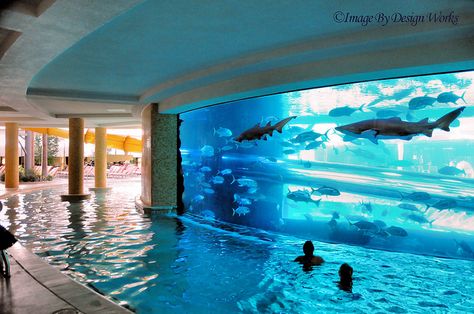 definitely a must! 
at the Golden Nugget in Las Vegas  - a slide going through an aquarium with fish, stingrays, sharks.. Dolphins Wallpaper, Ocean Dolphins, 3d Ceiling, Piscina Interior, Wallpaper Cartoon, Tank Pool, Golden Nugget, Dream Pools, Sky Design