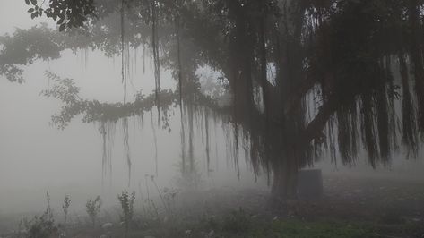 Misty Weather Aesthetic, Early Morning Fog Aesthetic, Ivana Core, Foggy Aesthetic, Foggy Background, Fog Aesthetic, Massive Tree, Foggy Landscape, Trees Aesthetic