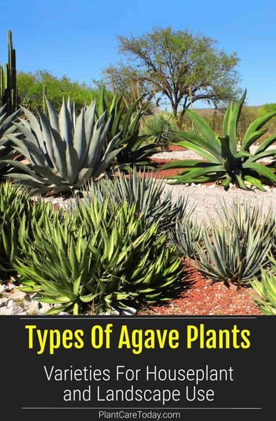 There are many shapes, sizes and types of Agave plants homeowners can grow in the landscape or home, some lare perfect as potted specimens [LEARN MORE] Agave Plant Landscaping, Types Of Cactus Plants, Blue Agave Plant, Agave Plants, Arizona Landscape, Cactus Types, Blue Agave, Border Plants, Agave Plant