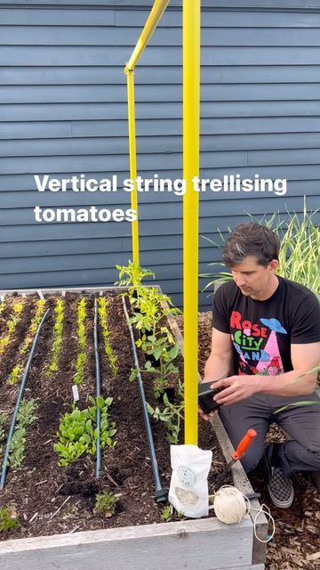 915K views · 31K likes | Seattle Urban Farm Co | Garden Creators on Instagram: "Vertically string trellising tomatoes, from May to September! String trellising on the Freyr trellis is so simple and satisfying, and our plants have never been happier ♥️ . . . #harvest #tomatoharvest #growtomatoes" Tomato Plant Trellis, Plants Trellis, Vertical Growing, Tomato Trellis, Diy Garden Trellis, Trellis Ideas, Outdoor Trellis, Diy Trellis, Vegetable Garden Diy