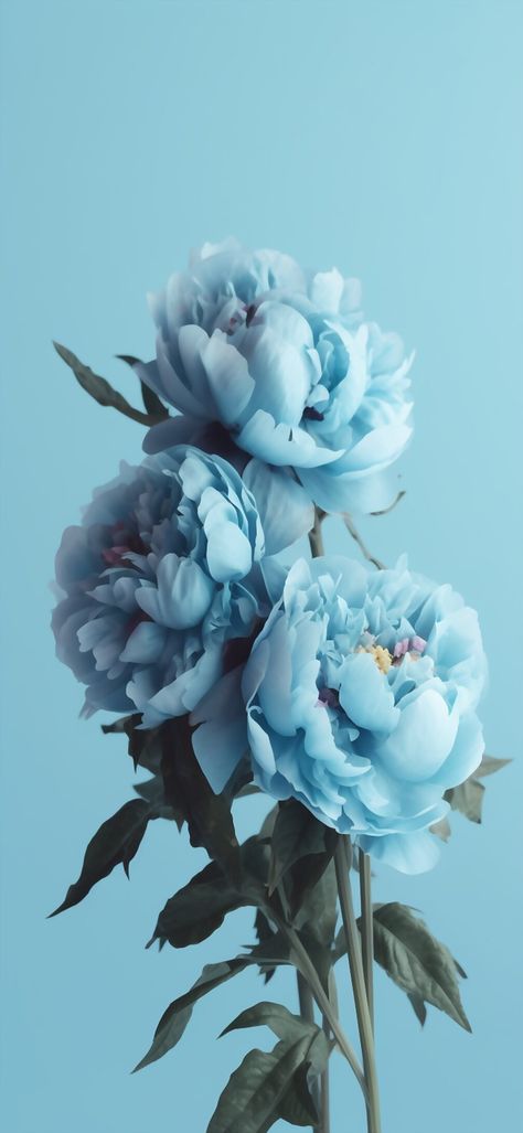 Blue Peony Wallpaper, Blue Peonies Wallpaper, Blue Peony Flower, Flores Wallpaper, Peonies Wallpaper, Wildflower Drawing, Good Morning Flowers Rose, Iphone Wallpaper Landscape, Peony Wallpaper