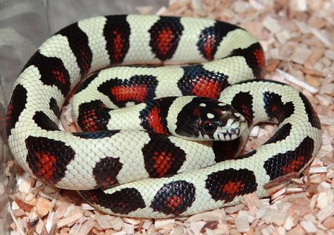 Cornsnake X California Kingsnake X Pueblan Milksnake X Nelson's Milksnake  www.mesozoicreptiles.com Colubrid Snakes, Milk Snake Morphs, California Kingsnake, Snake Breeds, Sadio Mane, Snake Turtle, Milk Snake, Poisonous Snakes, Colorful Snakes